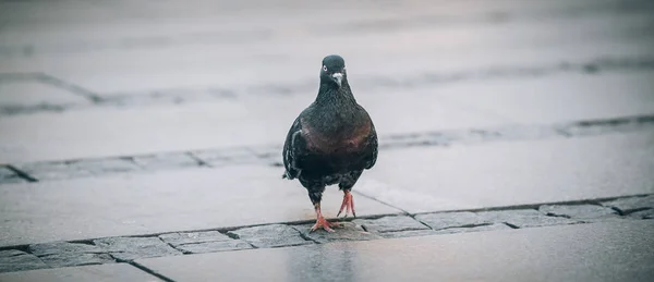 Taube auf der Straße. Nahaufnahme — Stockfoto