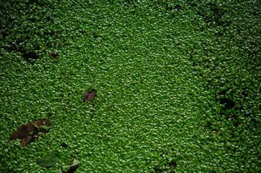 Arka plan Bataklığı'yeşil yaprak