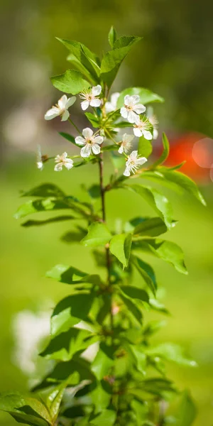 De belles fleurs printanières dans un beau champ de printemps — Photo