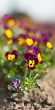 Güzel bahar çiçekleri güzel bahar alanındaki