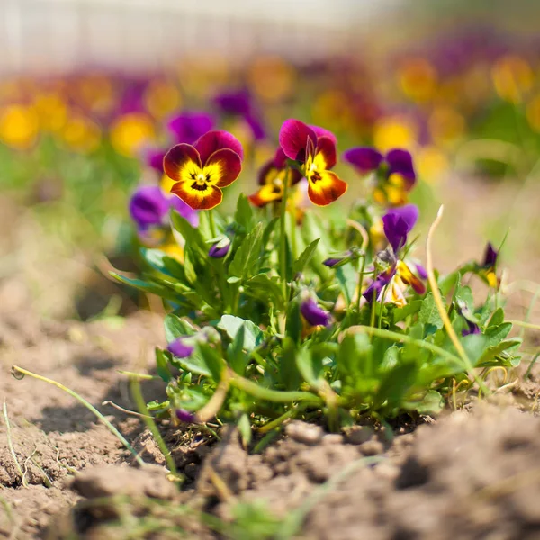 Güzel bahar çiçekleri güzel bahar alanındaki
