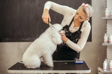Bir kuaför salonu içinde küçük bir köpek köpekler için bakım