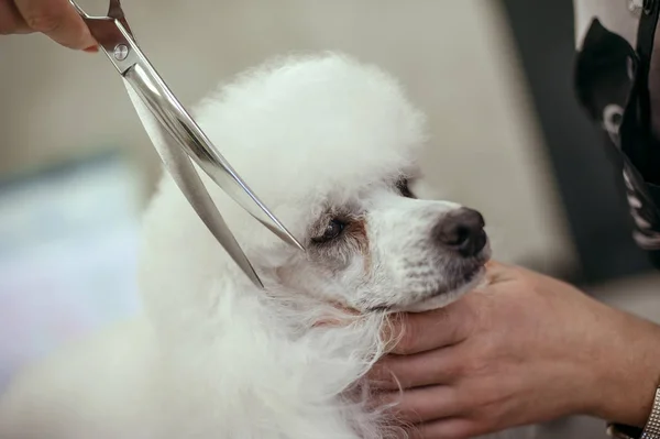 Toiletter un petit chien dans un salon de coiffure pour chiens — Photo