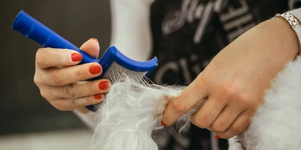 Toiletter un petit chien dans un salon de coiffure pour chiens — Photo