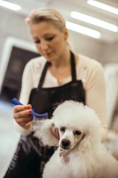 Toiletter un petit chien dans un salon de coiffure pour chiens — Photo