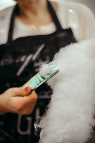 Toiletter un petit chien dans un salon de coiffure pour chiens — Photo