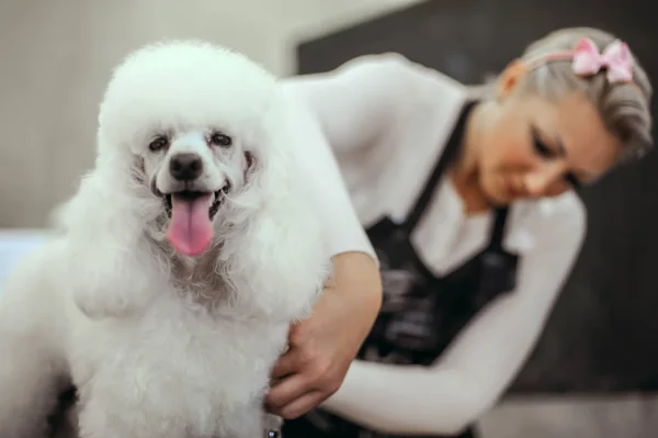 Toiletter un petit chien dans un salon de coiffure pour chiens — Photo