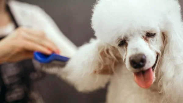 Уход за маленькой собачкой в парикмахерской для собак — стоковое фото