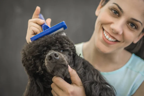 Toiletter un petit chien dans un salon de coiffure pour chiens — Photo