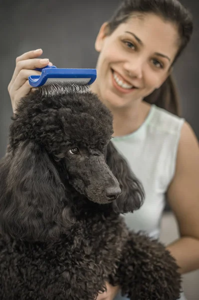 Het verzorgen van een hondje in een kapsalon voor honden — Stockfoto