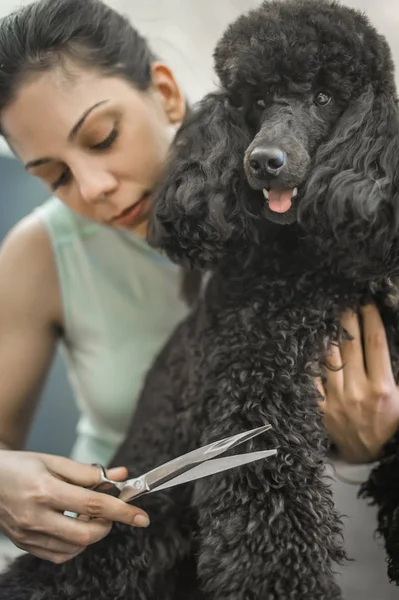 Het verzorgen van een hondje in een kapsalon voor honden — Stockfoto