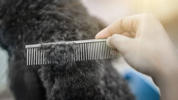 Toiletter un petit chien dans un salon de coiffure pour chiens — Photo