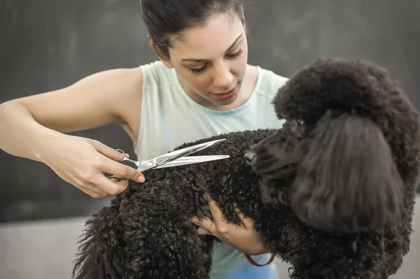 Toiletter un petit chien dans un salon de coiffure pour chiens — Photo