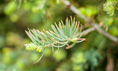 Pinyon çam kozalağı ile çam fıstığı ağacı üzerinde closeup