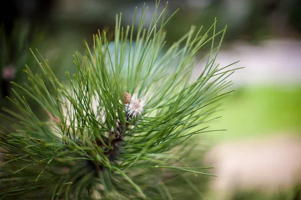 Primer plano del cono de pino piñón en el árbol con piñones —  Fotos de Stock