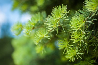 Pinyon çam kozalağı ile çam fıstığı ağacı üzerinde closeup