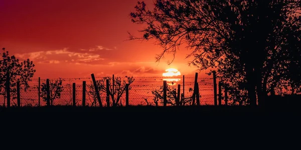 Hermosa puesta de sol sobre el campo y un solo árbol en la noche de verano — Foto de Stock