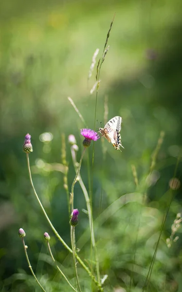 Close up de bela borboleta pouso na flor da primavera — Fotografia de Stock