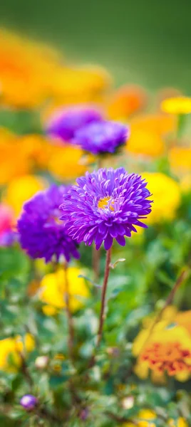 Foto de hermosas flores de primavera en un fondo borroso — Foto de Stock