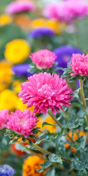Фото красивых весенних цветов на размытом фоне — стоковое фото