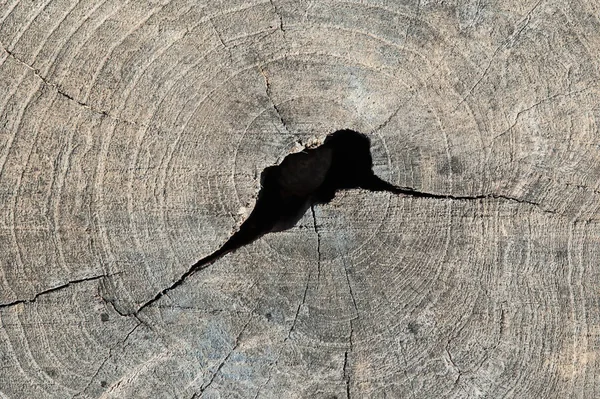 닫고 매크로 촬영의 오래 된 나무 그 루터 기 텍스처 — 스톡 사진