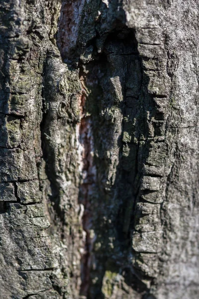 Крупним планом з натуральної кори старої текстури деревини для фону — стокове фото