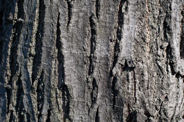 Primer plano de la corteza natural textura de madera vieja para el fondo —  Fotos de Stock