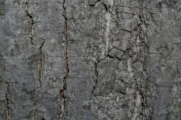 배경에 대한 천연 껍질 오래된 나무 질감의 닫기 — 스톡 사진