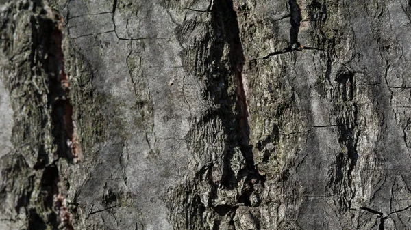 Close-up van natuurlijke schors oude hout textuur voor achtergrond — Stockfoto