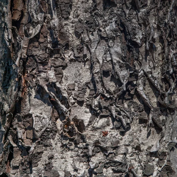 Close up de casca natural textura de madeira velha para fundo — Fotografia de Stock