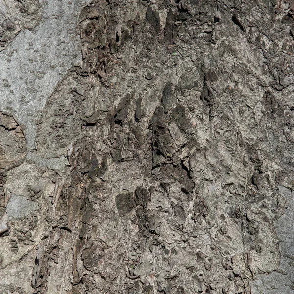 배경에 대한 천연 껍질 오래된 나무 질감의 닫기 — 스톡 사진