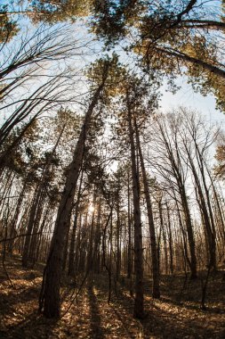 Yapraksız ağaç. Yaprakların dalları