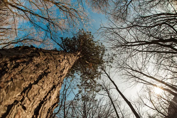 Fir floresta vista superior a partir de baixo — Fotografia de Stock