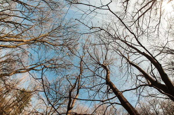 Fir forest top uitzicht van onder — Stockfoto