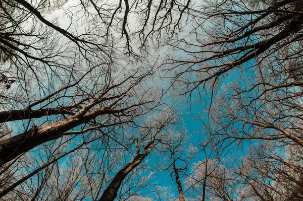 Jodła lasu widok z dołu — Zdjęcie stockowe