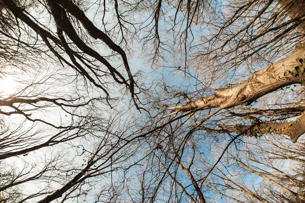 FIR Forest uppifrån vy underifrån — Stockfoto