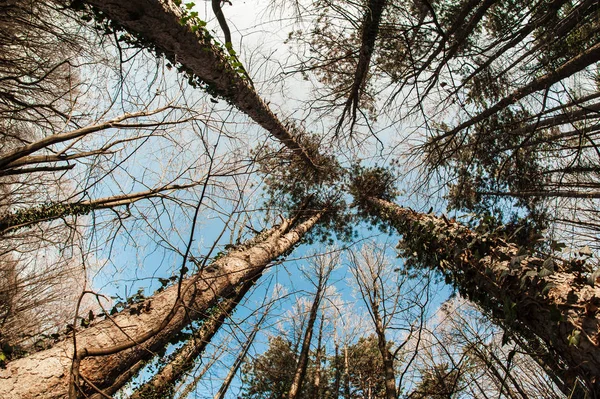 Κορυφή έλατου δάσους από κάτω — Φωτογραφία Αρχείου