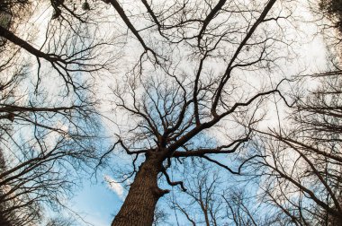 Sanat, soyut ve sanatsal balıkgözü görünümü. Orman ve ağaç dalı