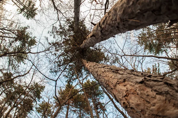 Arte, abstrato e vista artística fisheye. Floresta e árvore ramo — Fotografia de Stock