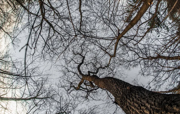 Art, abstract and artistic fisheye view. Forest and tree branch — Stock Photo, Image