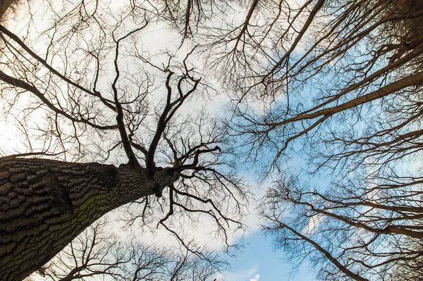 Arte, visión abstracta y artística de ojo de pez. Bosque y rama de árbol —  Fotos de Stock