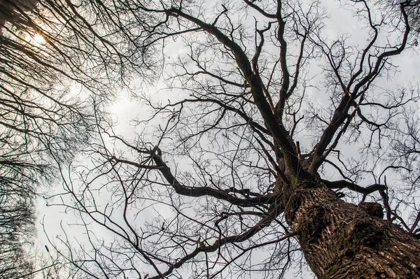 Τέχνη, αφηρημένη και καλλιτεχνική άποψη fisheye. Δάσος και το δέντρο υποκατάστημα — Φωτογραφία Αρχείου