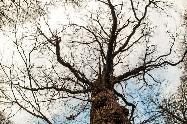 Τέχνη, αφηρημένη και καλλιτεχνική άποψη fisheye. Δάσος και το δέντρο υποκατάστημα — Φωτογραφία Αρχείου