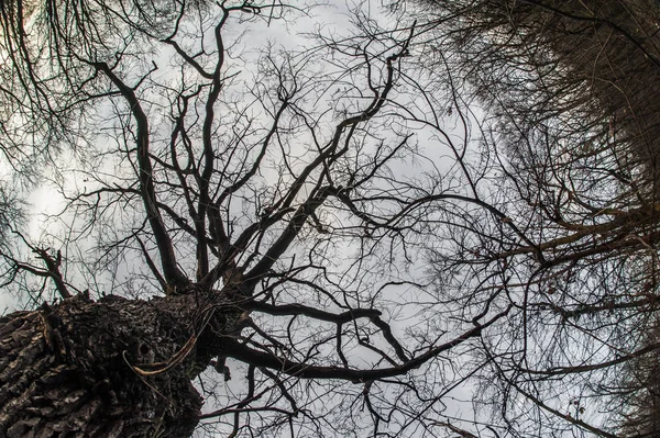 Art, abstract and artistic fisheye view. Forest and tree branch — Stock Photo, Image