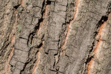 Sanat, soyut ve sanatsal arka plan deseni makro lens yerlerd