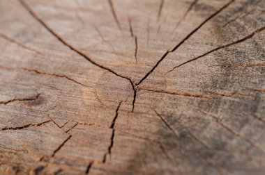 Kadar yakın ve makro eski ağaç güdük doku vurdu