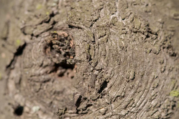 Arte, abstracto y artístico patrón de fondo macro lente magnifi —  Fotos de Stock