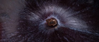 Bir Erik meyve görüntü kadar kapatın. Makro çekim