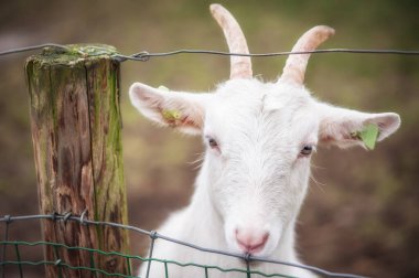 Boynuzları olmayan güzel beyaz keçi ahırda duruyor. Güzel bakımlı hayvanlar.