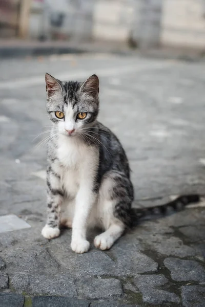 City Street Istanbul Cat Lies Relax Public Road Enjoys Urban — Stock Photo, Image